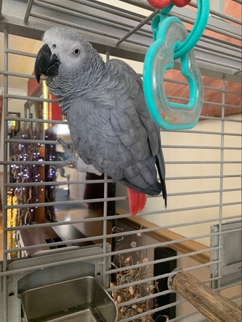 Female gray and cage 