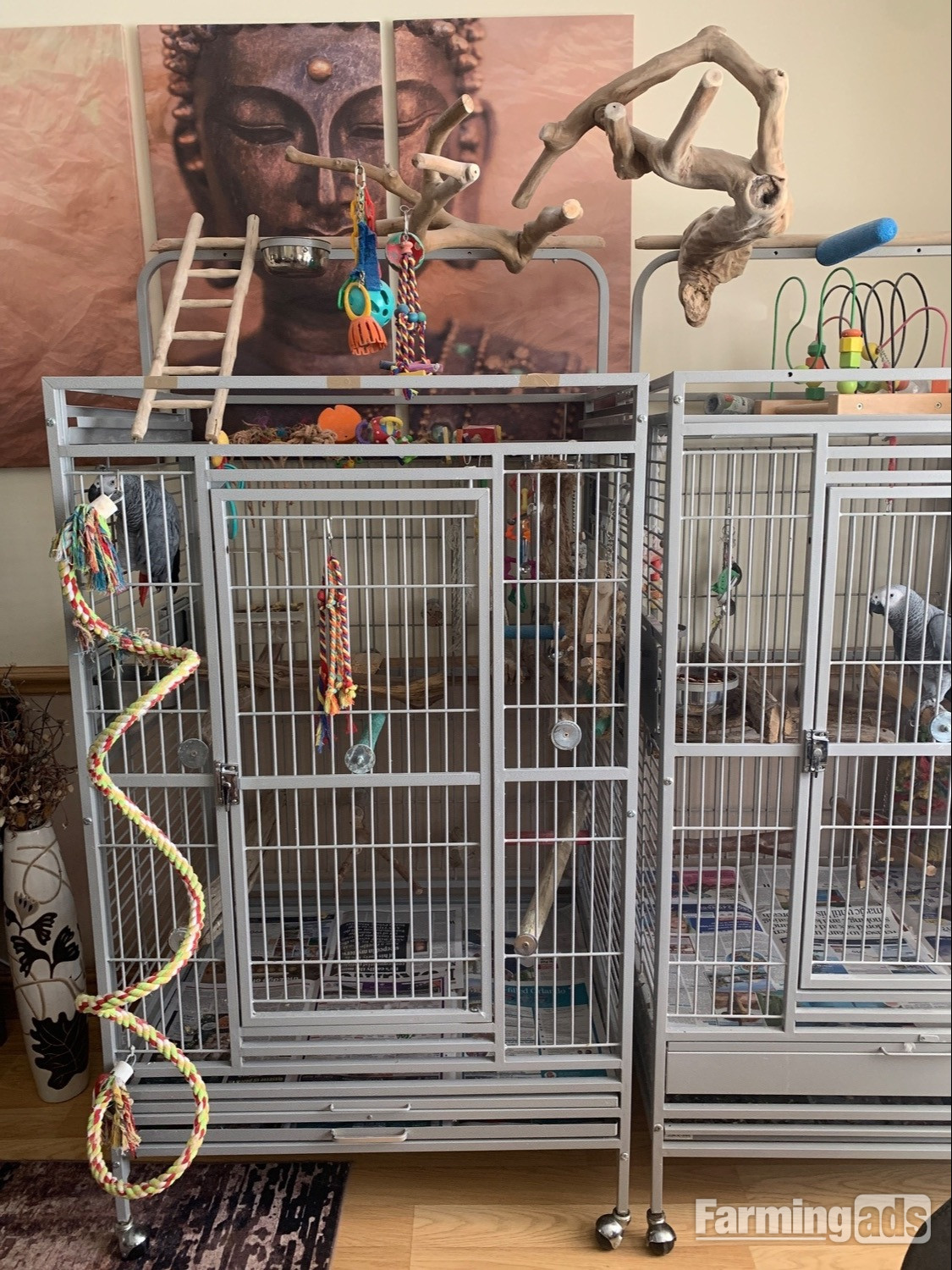 Female gray and cage 