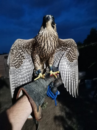 2026 Peregrines and Hybrids Available 