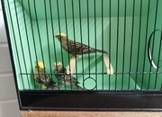Lizard for sale 