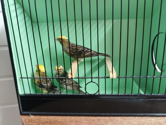 Lizard for sale 