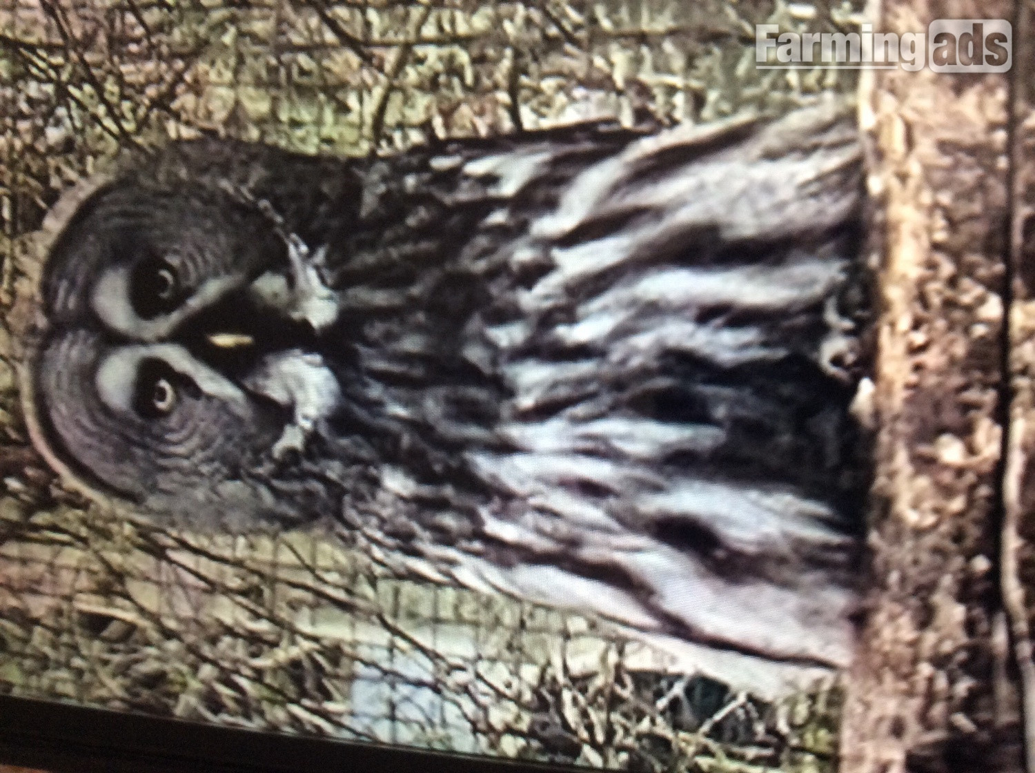 For sale great grey owl or exchange for pr little owls