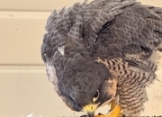 Peregrine Falcon Imprint Female 
