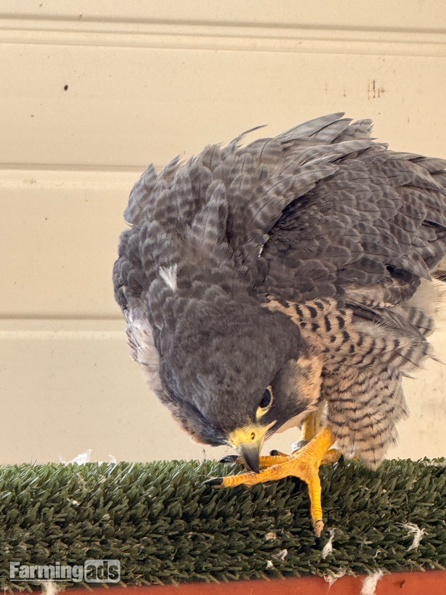 Peregrine Falcon Imprint Female 