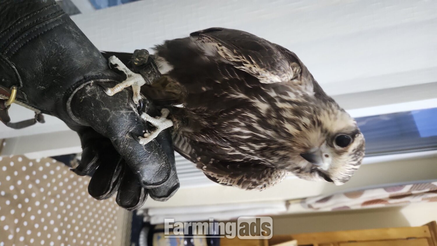Lugger falcon can fly but has some birth issues but does fly 1 year old 