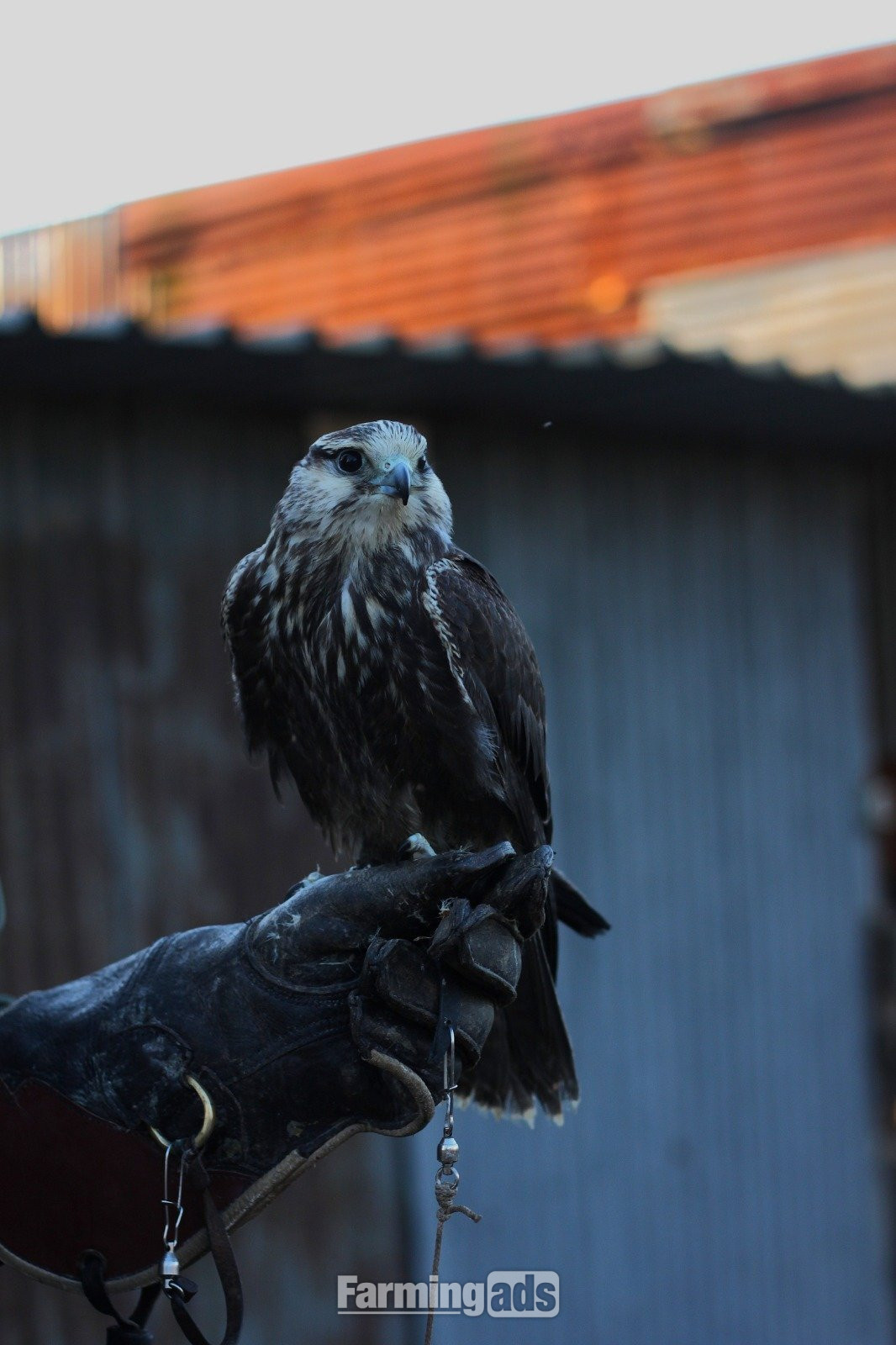 Lugger falcon can fly but has some birth issues but does fly 1 year old 