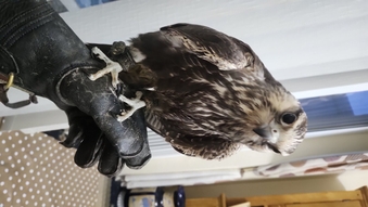 Lugger falcon can fly but has some birth issues but does fly 1 year old 