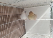 Norwich and Rasmi canary 
