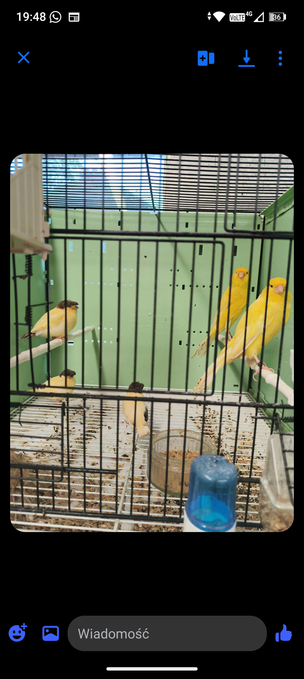 Norwich and Rasmi canary 