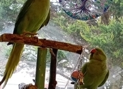pair of IRNs both about 2 years,male just started getting black ring on neck.