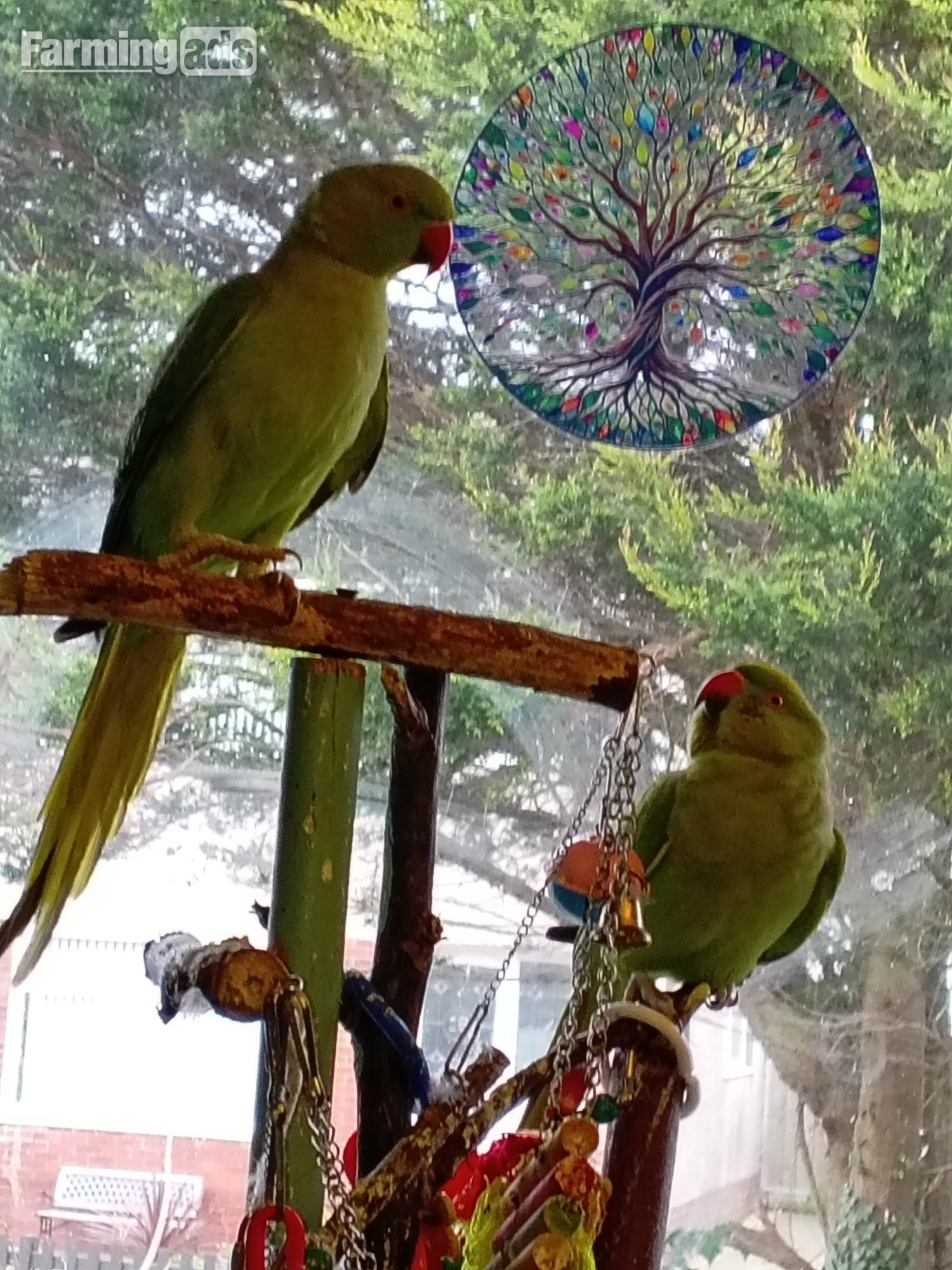 pair of IRNs both about 2 years,male just started getting black ring on neck.