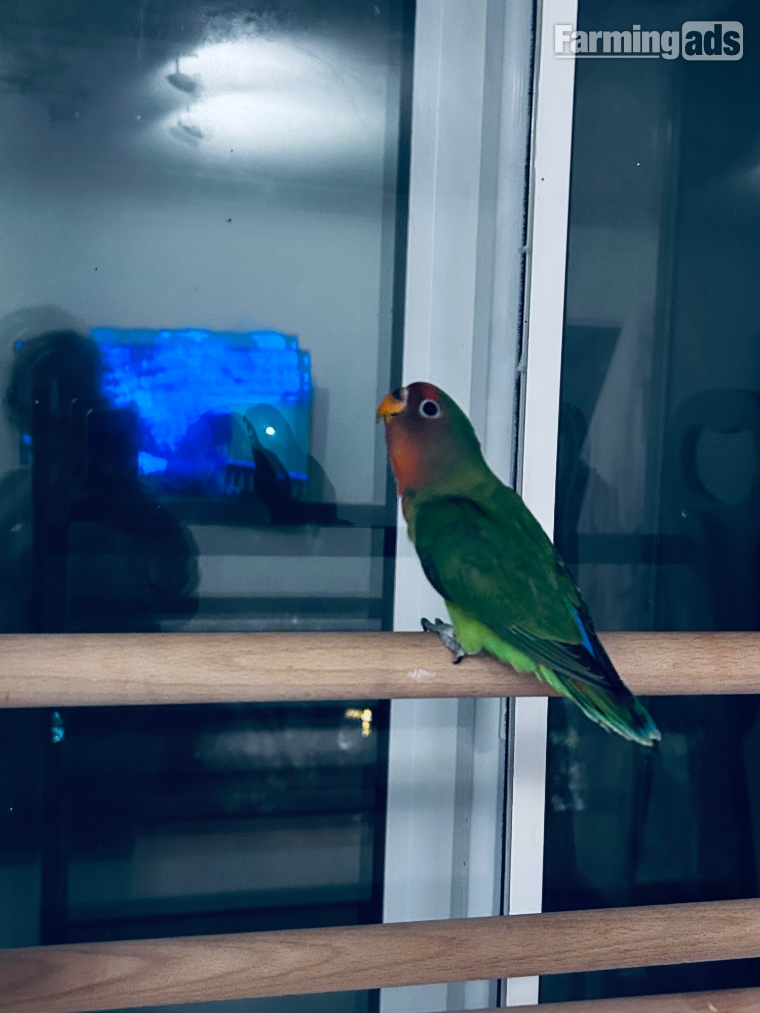 Lovebird 5 months old and a budgie (age unknown) 