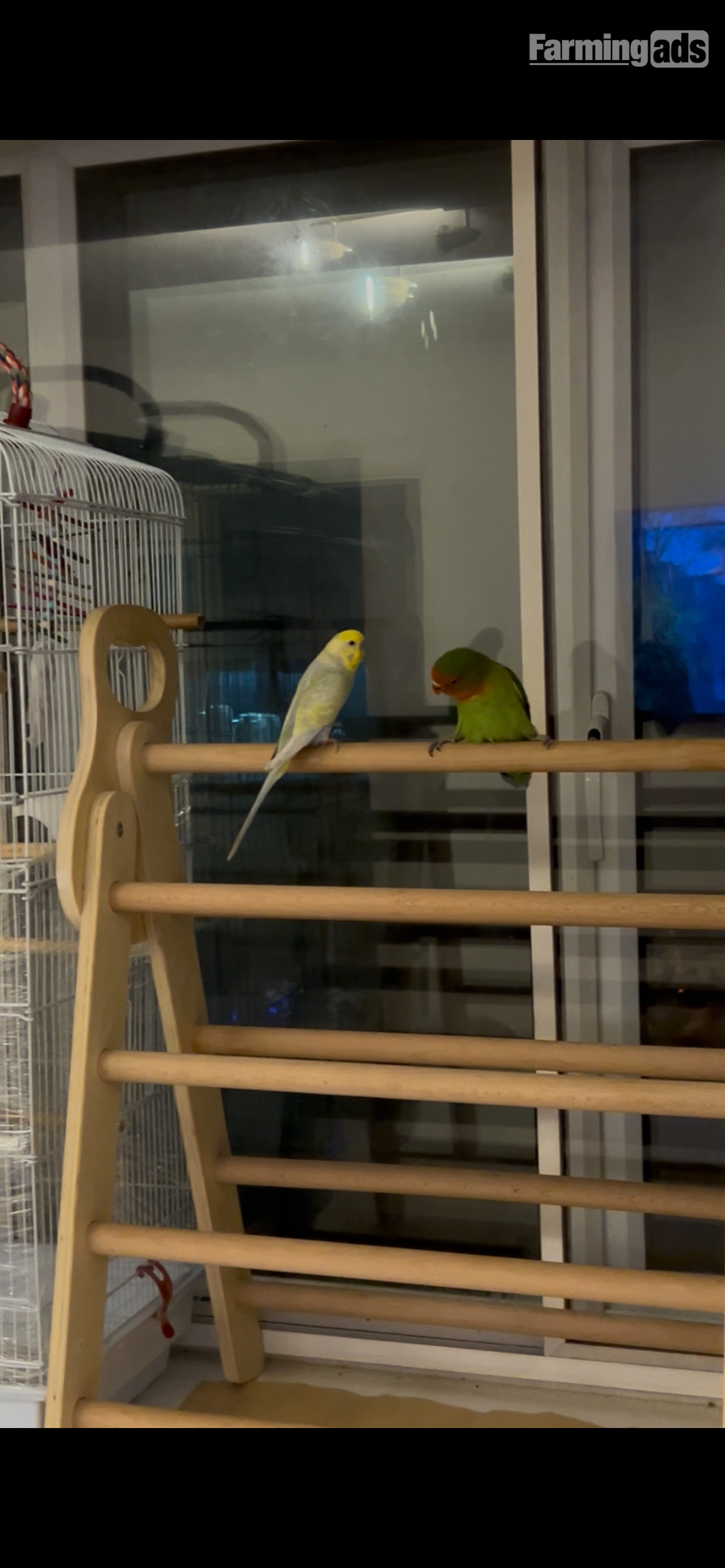  Lovebird 5 months old and a budgie (age unknown) 