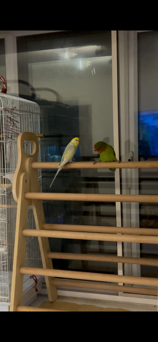 Lovebird 5 months old and a budgie (age unknown) 