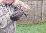 Female Barn Owl ( Very Tame )