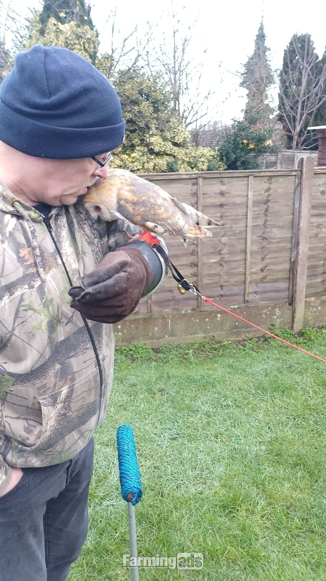 Female Barn Owl ( Very Tame )