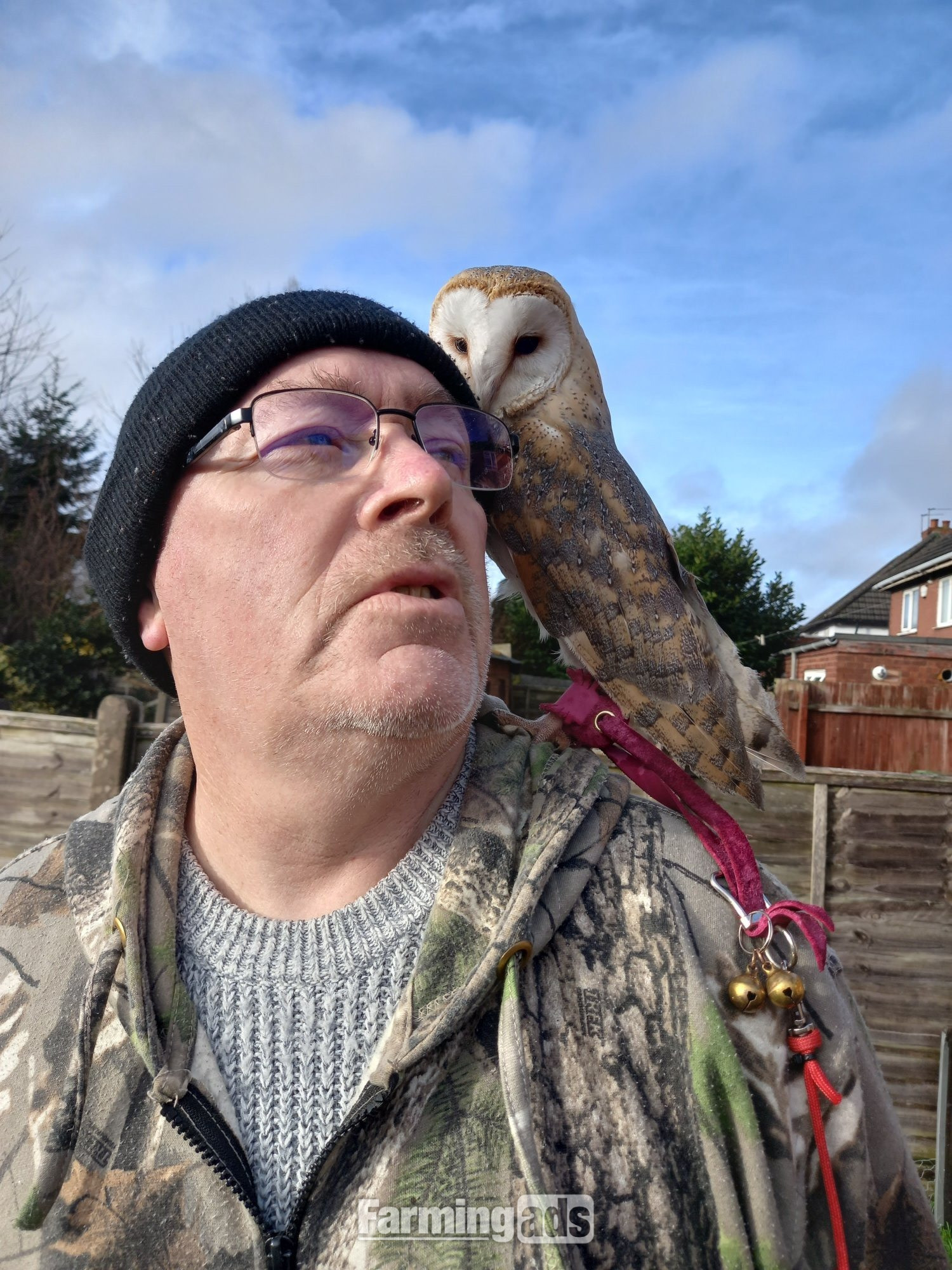 Female Barn Owl ( Very Tame )