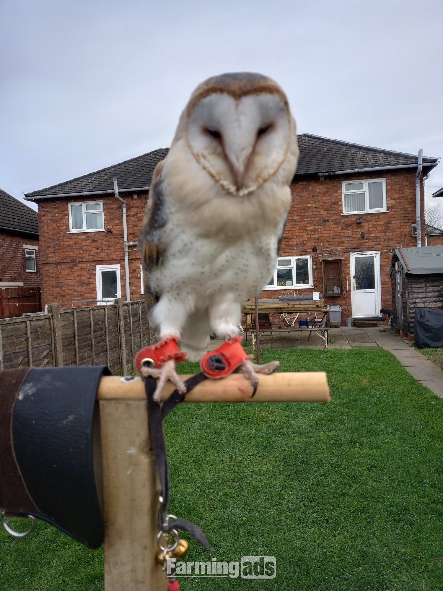  Female Barn Owl ( Very Tame )