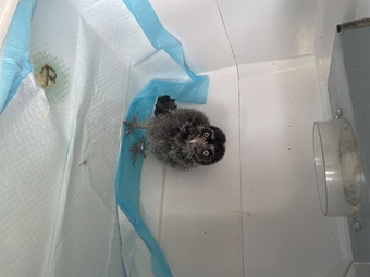 Great grey owlet