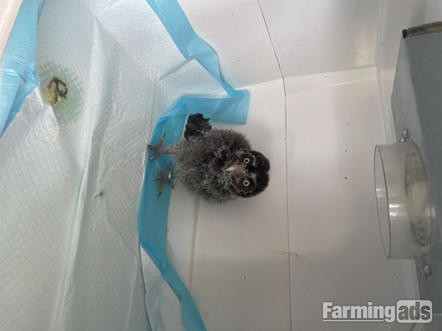 Great grey owlet