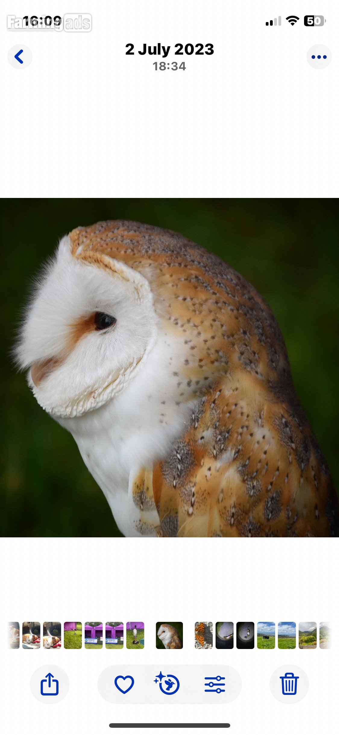 2016 male barn owl, proven breeding bird. 
