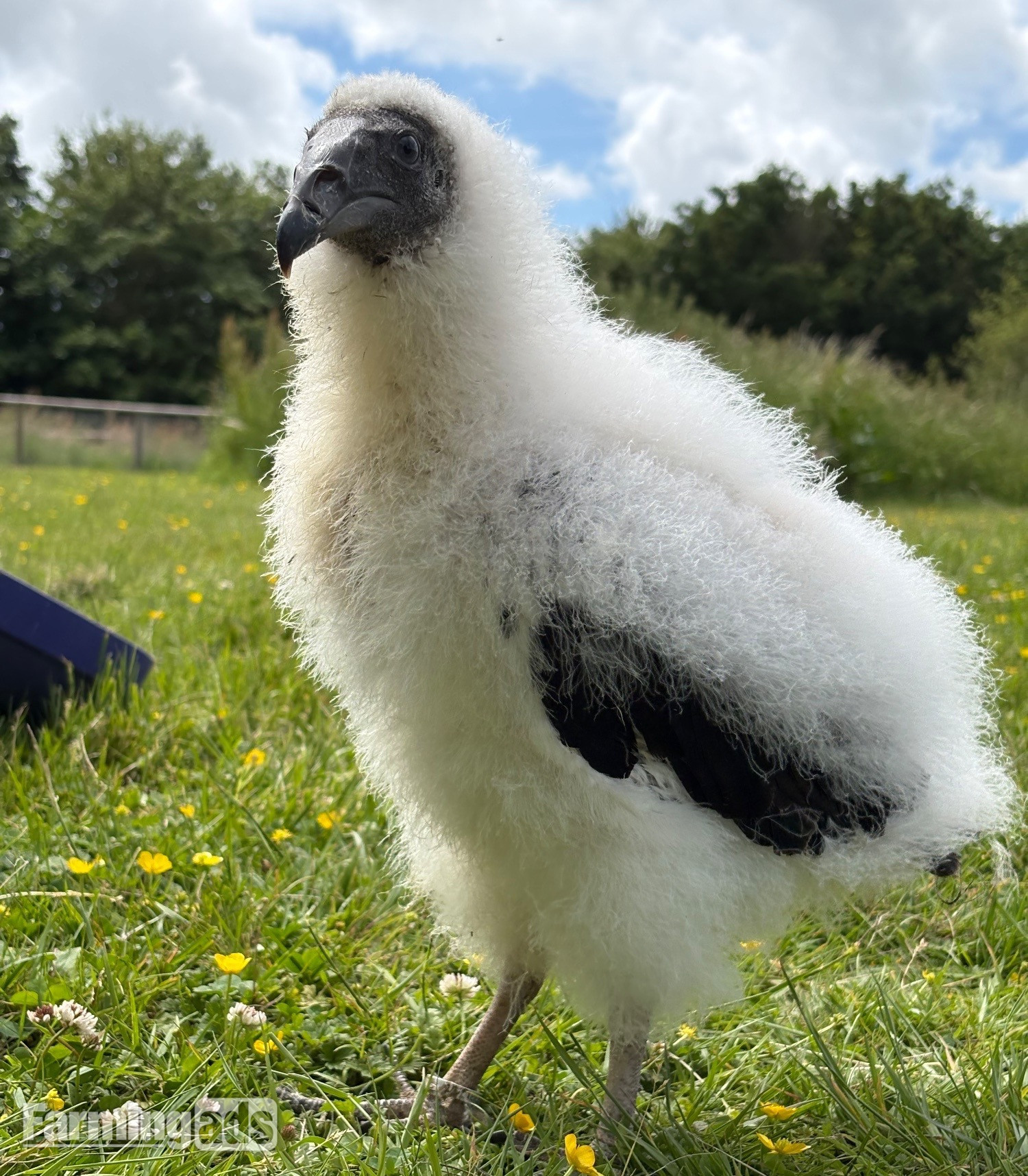 Turkey Vulture for sale