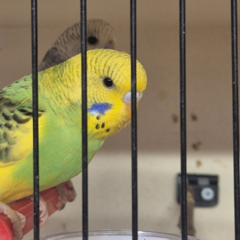 Baby Budgies -male/female 