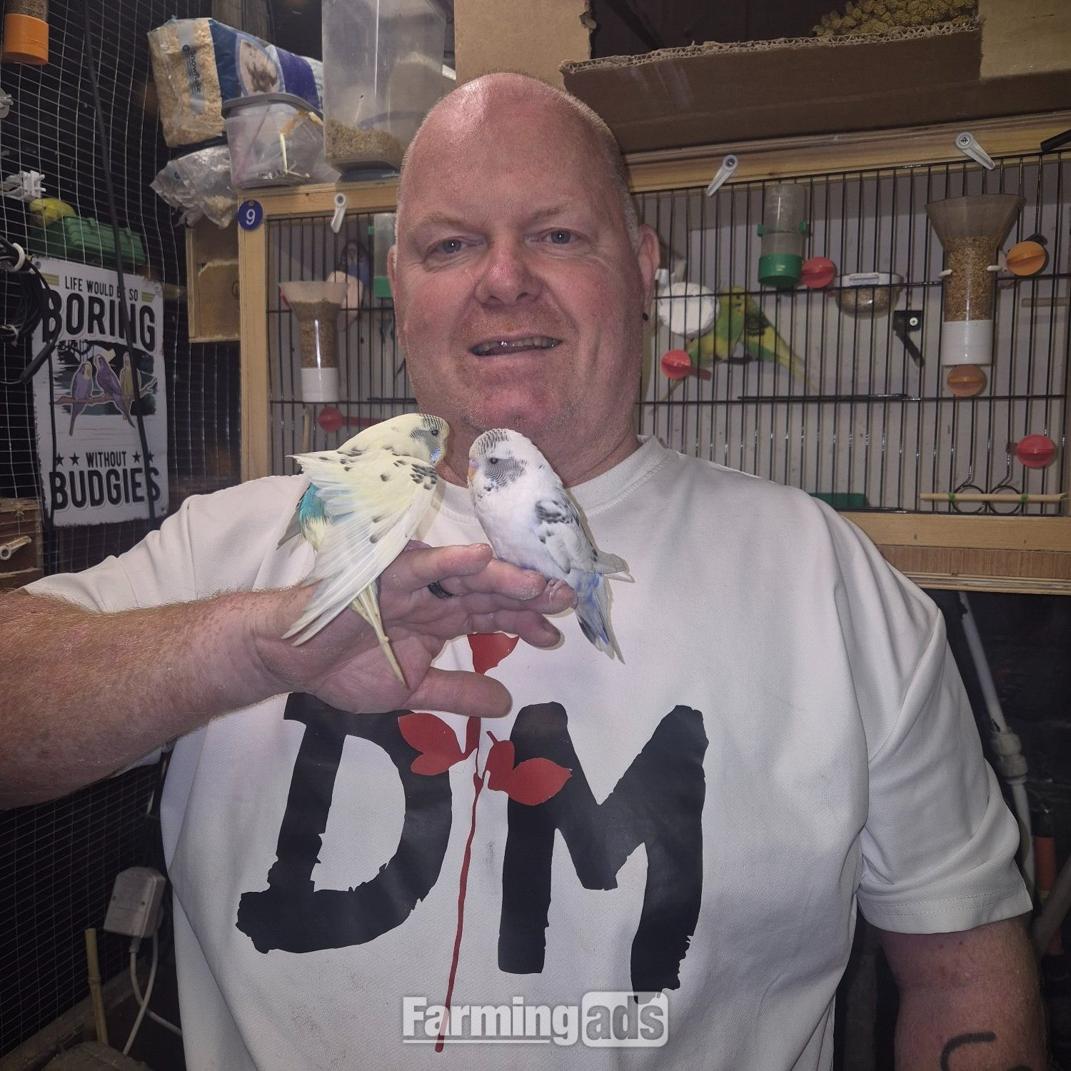 Baby Budgies -male/female 