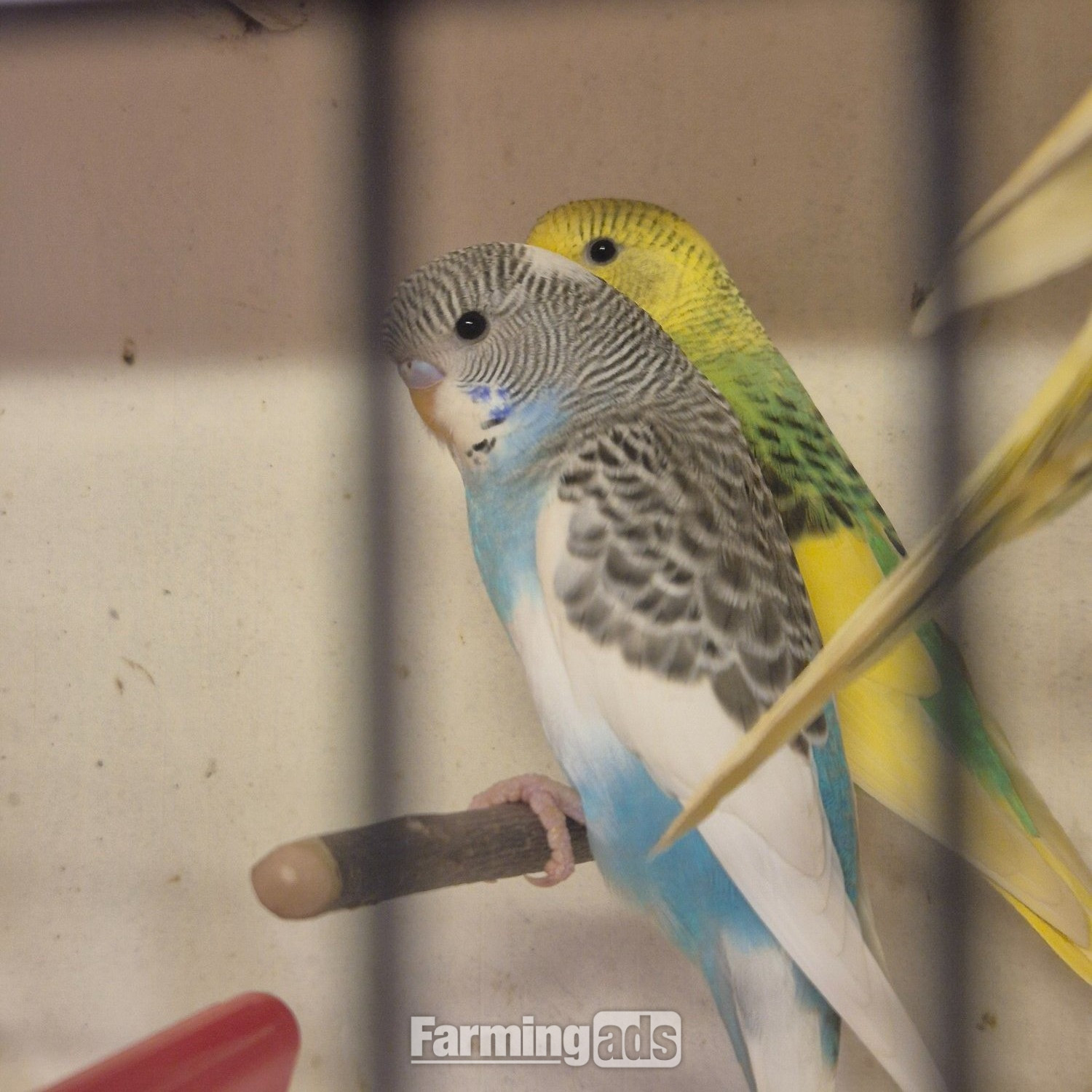 Baby Budgies -male/female 