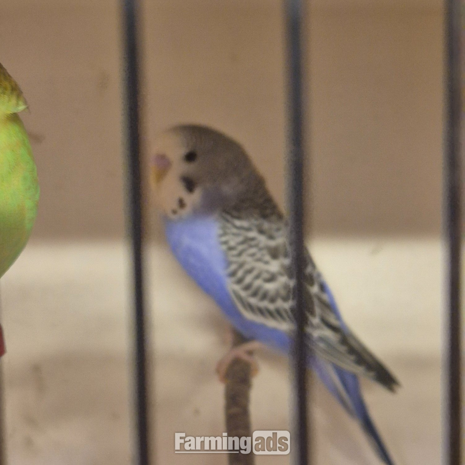  Baby Budgies -male/female 