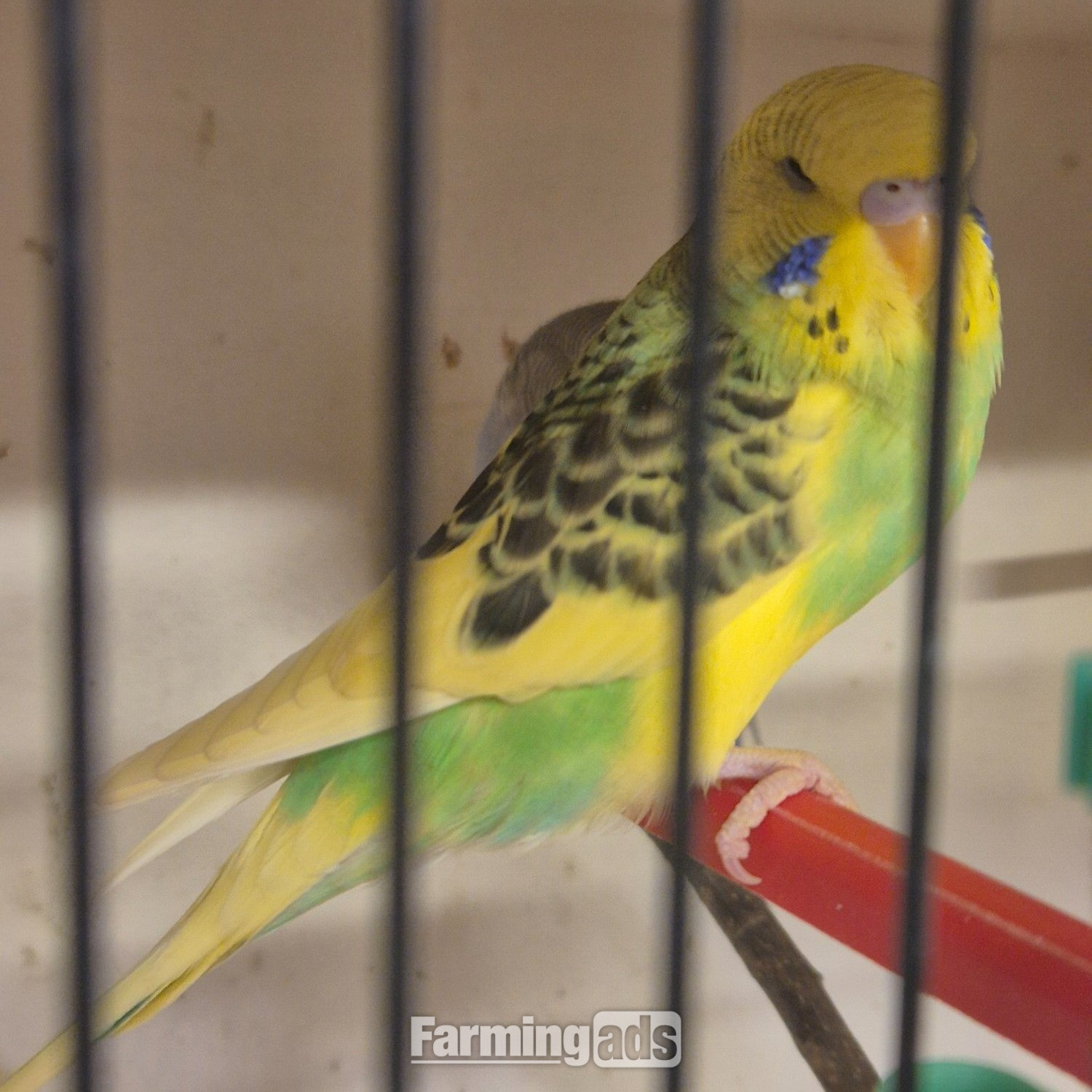 Baby Budgies -male/female  - {CATEGORY}