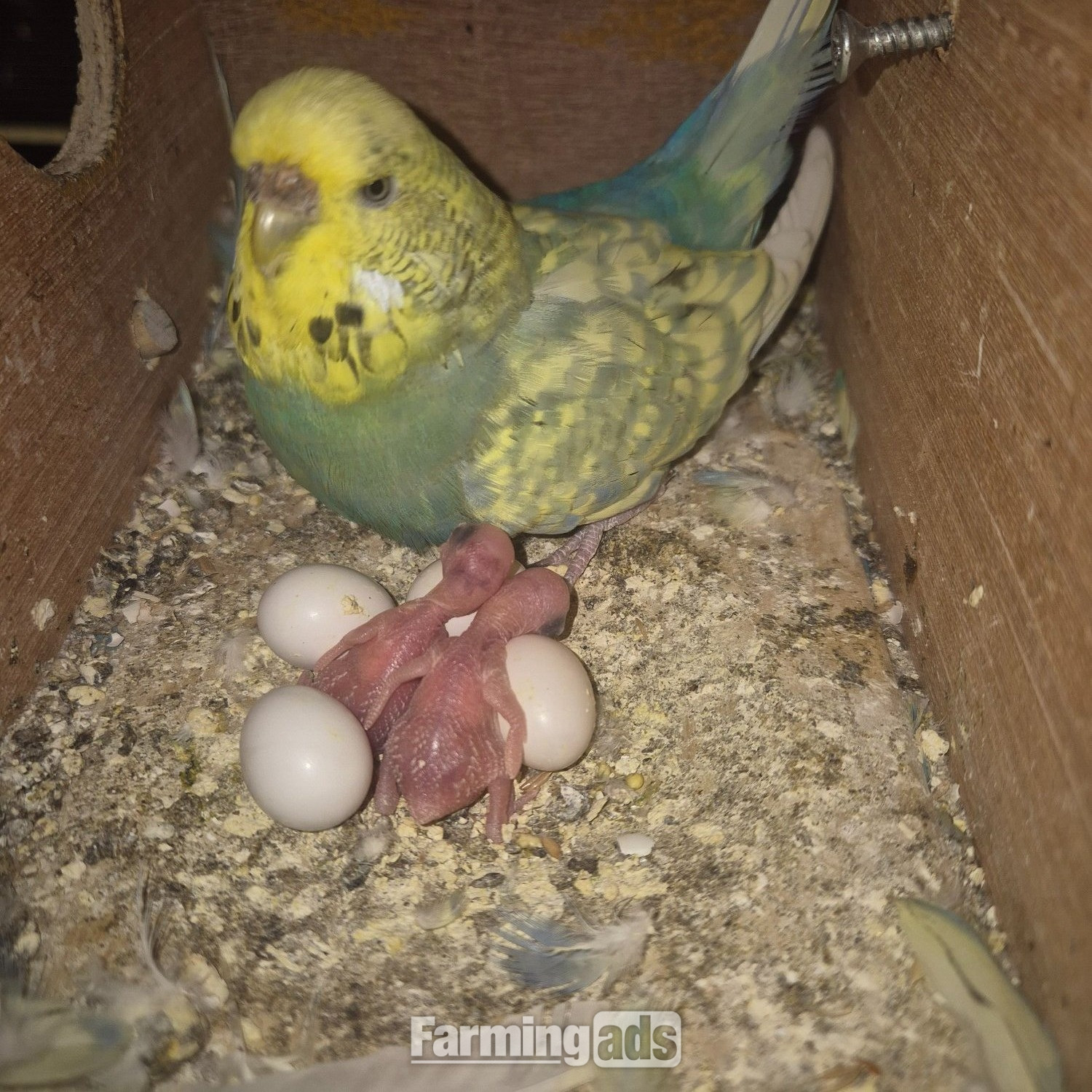 Baby Budgies -male/female  - {CATEGORY}