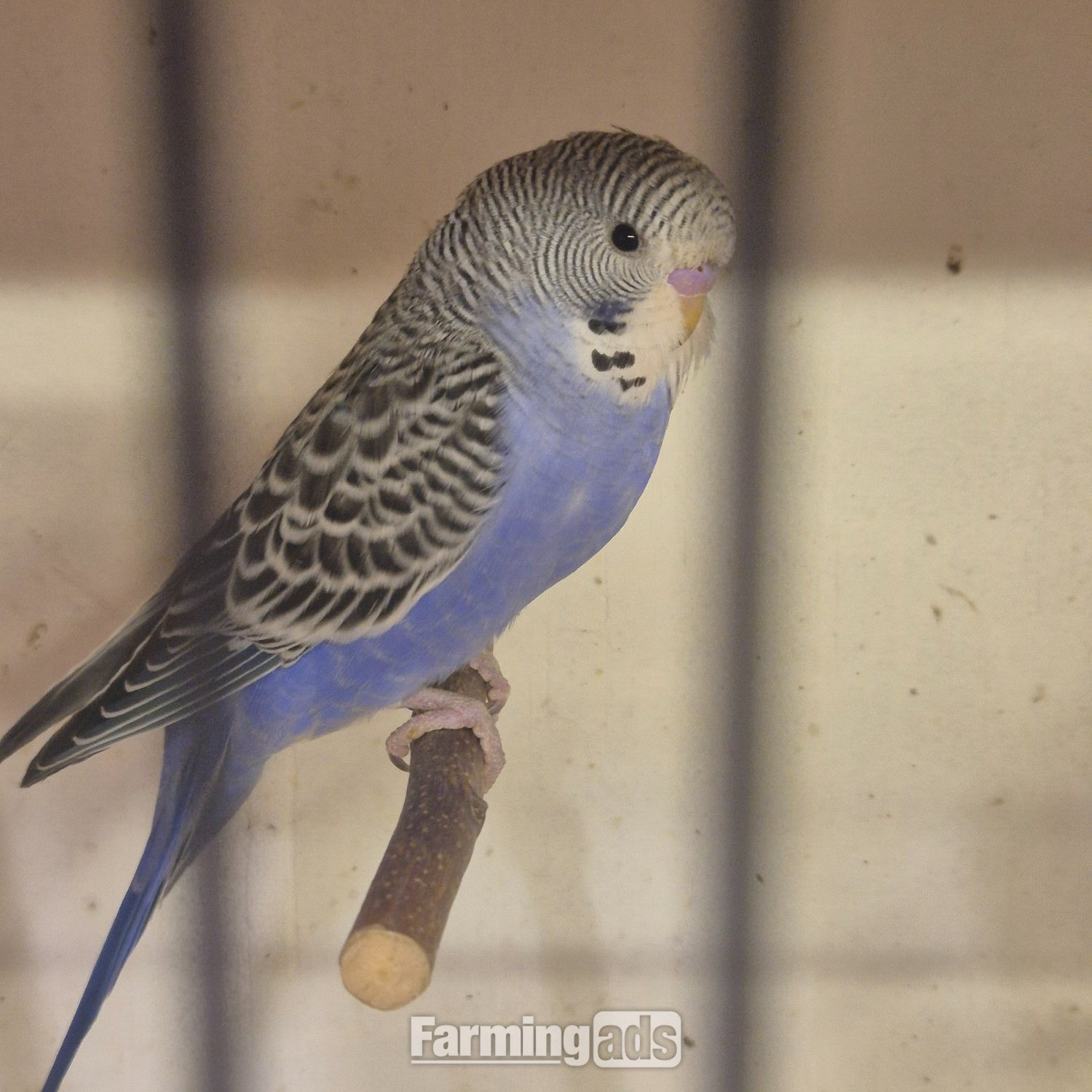 Baby Budgies -male/female  