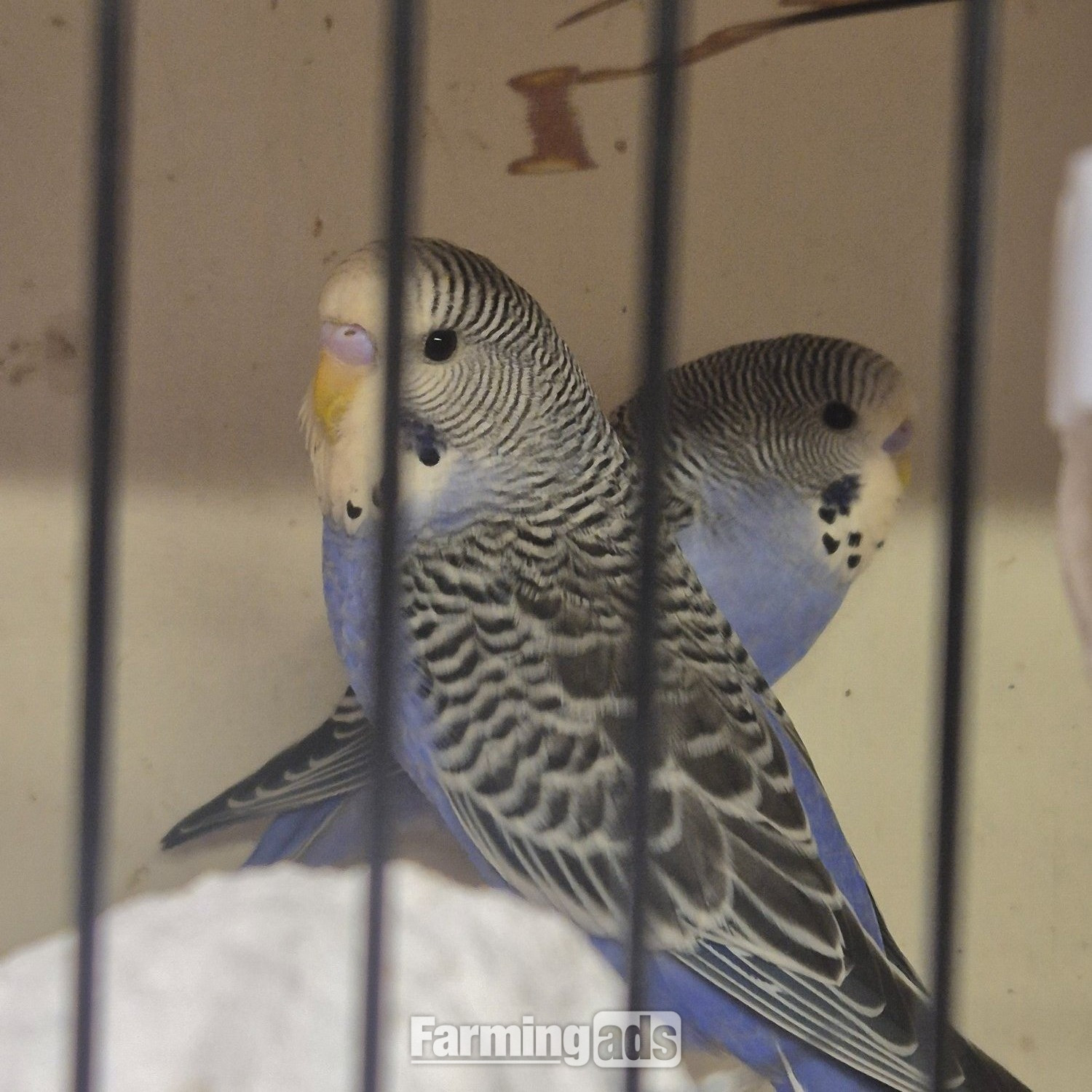 {CATEGORY} - Baby Budgies -male/female 