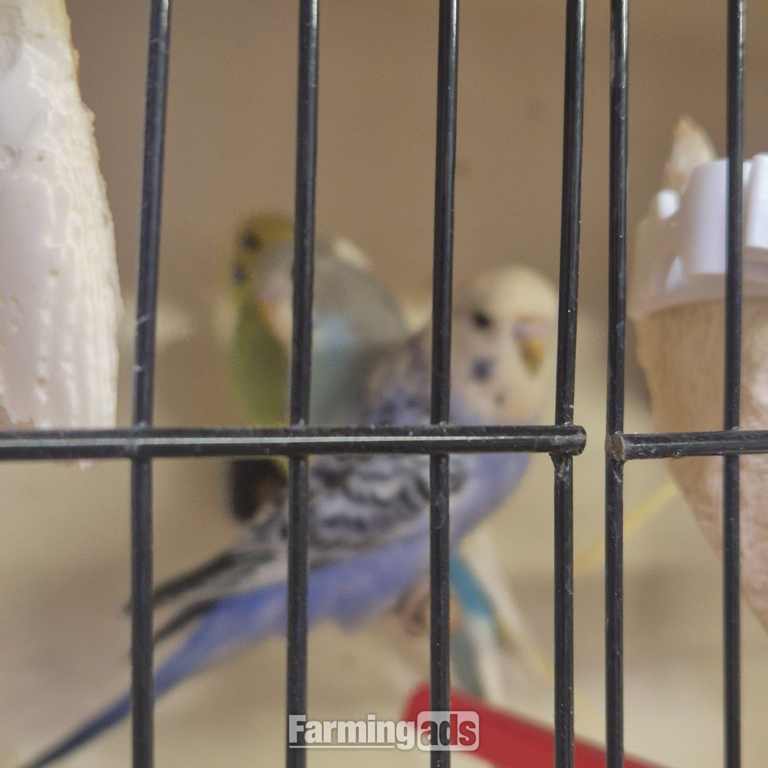 {CATEGORY} - Baby Budgies -male/female 