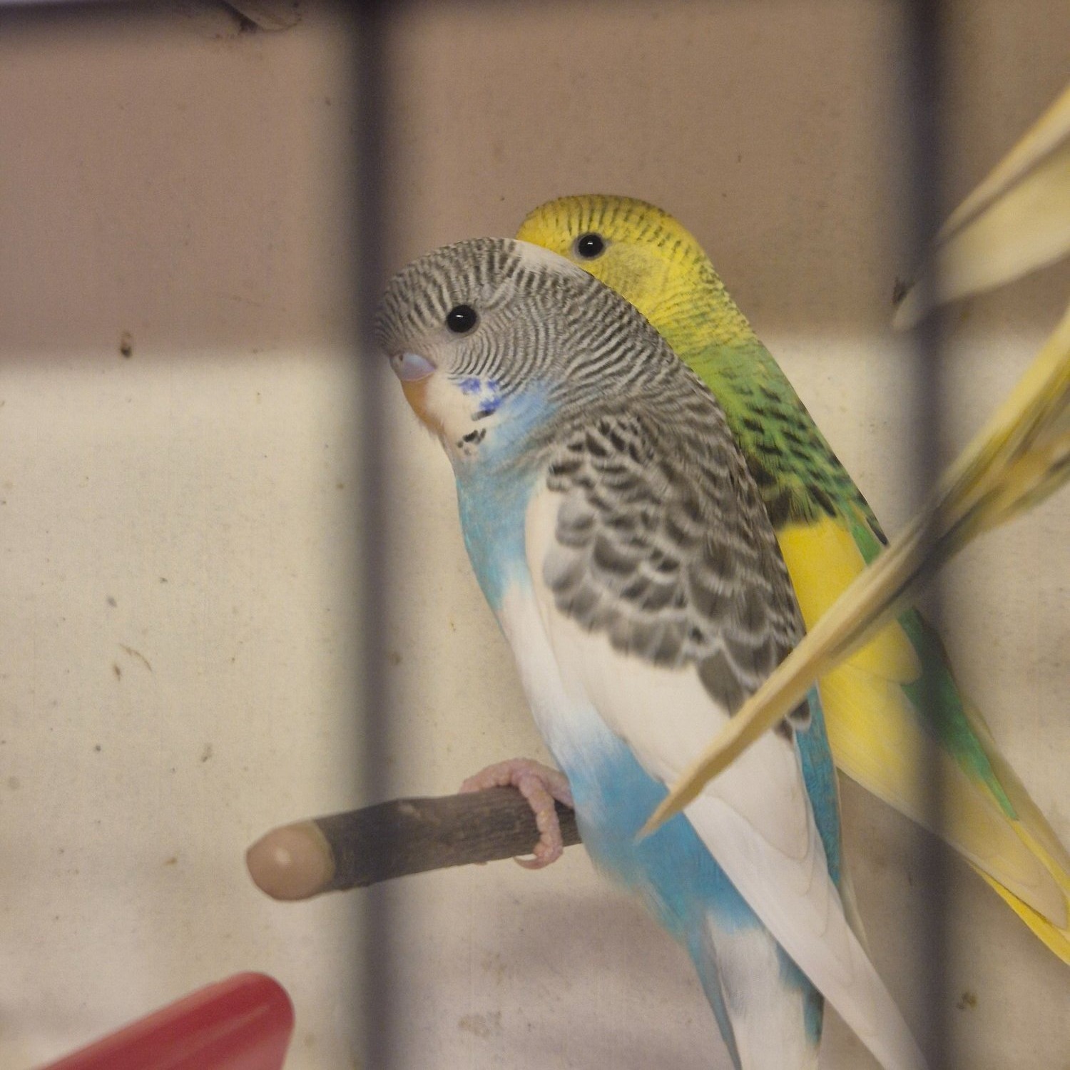 Baby Budgies -male/female 