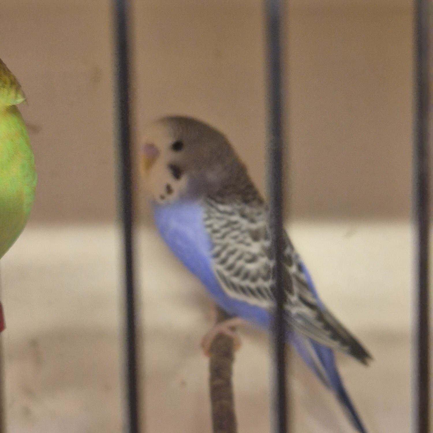  Baby Budgies -male/female 