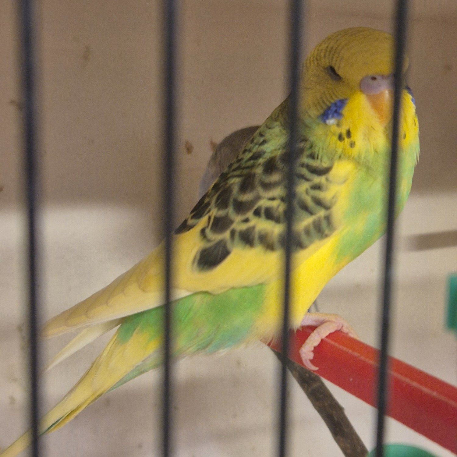 Baby Budgies -male/female  - {CATEGORY}