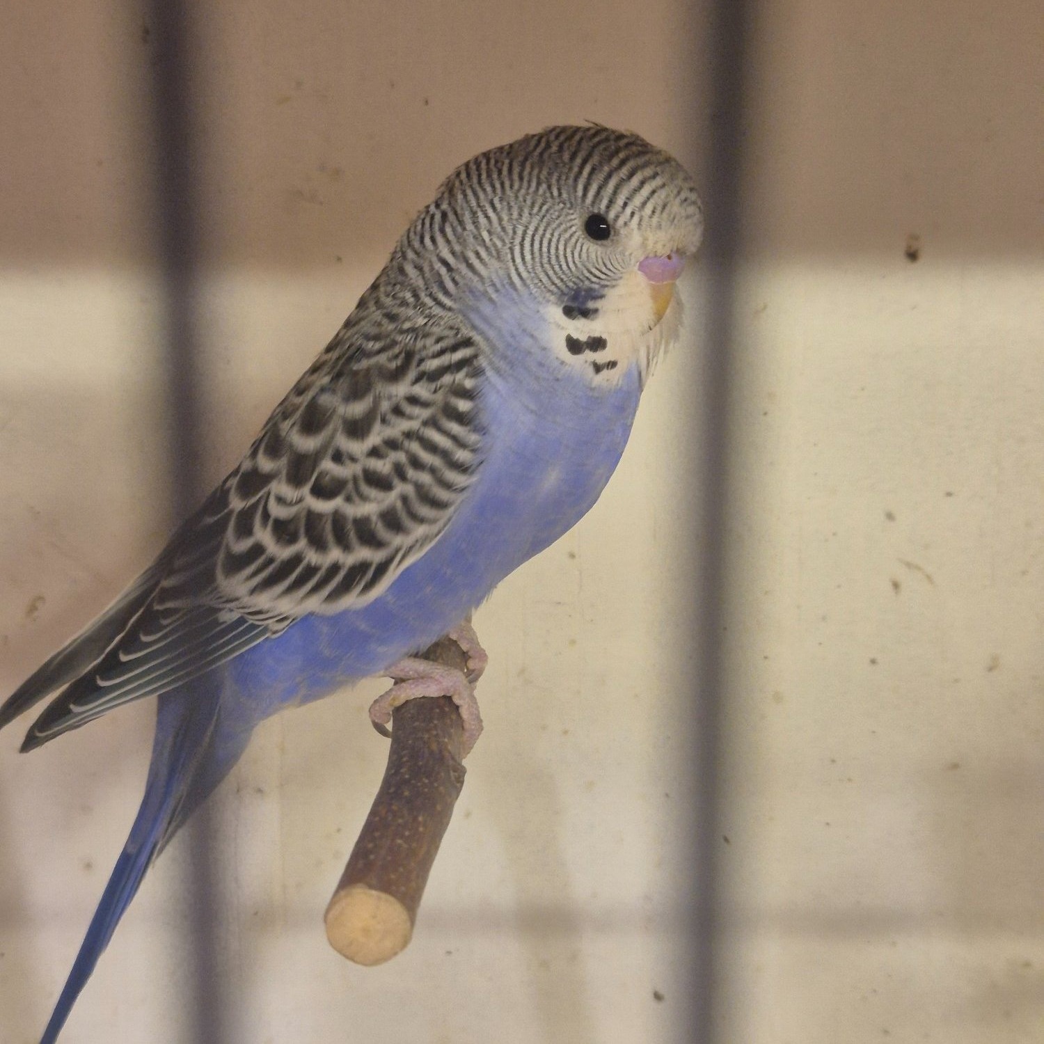 Baby Budgies -male/female  