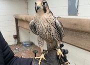 Female 2011 Imprint Gyr x Prairie  