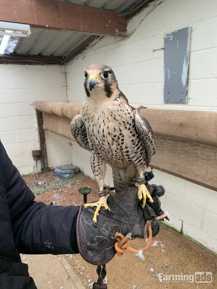 Female 2011 Imprint Gyr x Prairie  