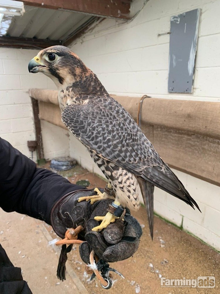 Female 2011 Imprint Gyr x Prairie  