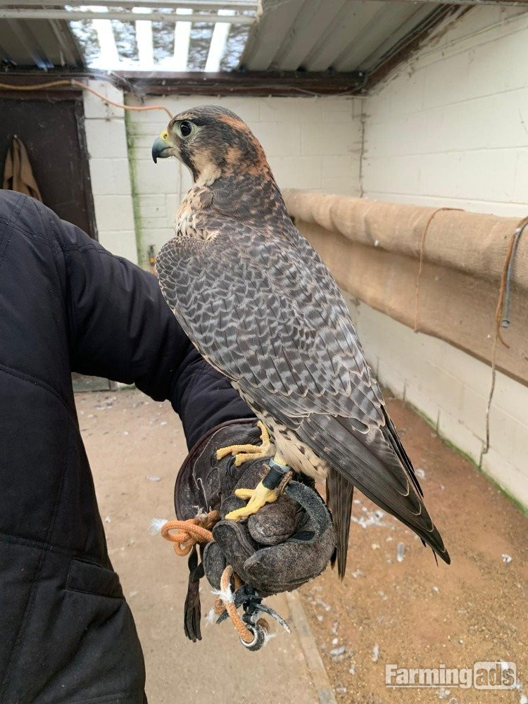  Female 2011 Imprint Gyr x Prairie  