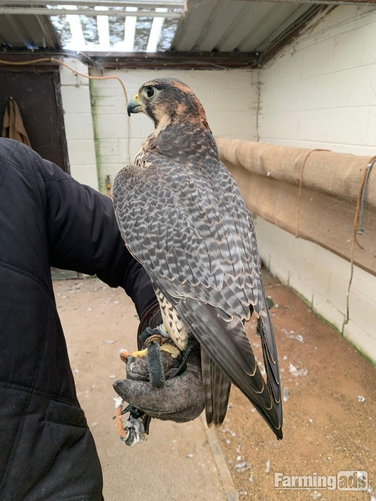Female 2011 Imprint Gyr x Prairie   - {CATEGORY}