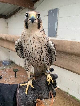 Female 2011 Imprint Gyr x Prairie  