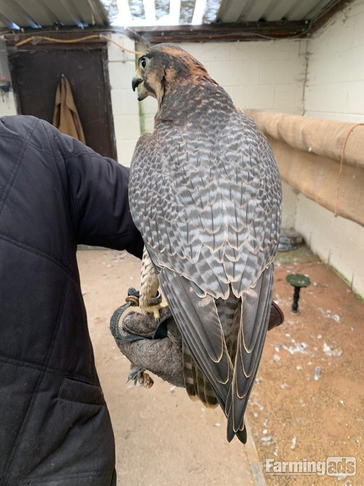 Female 2011 Imprint Gyr x Prairie   - {CATEGORY}