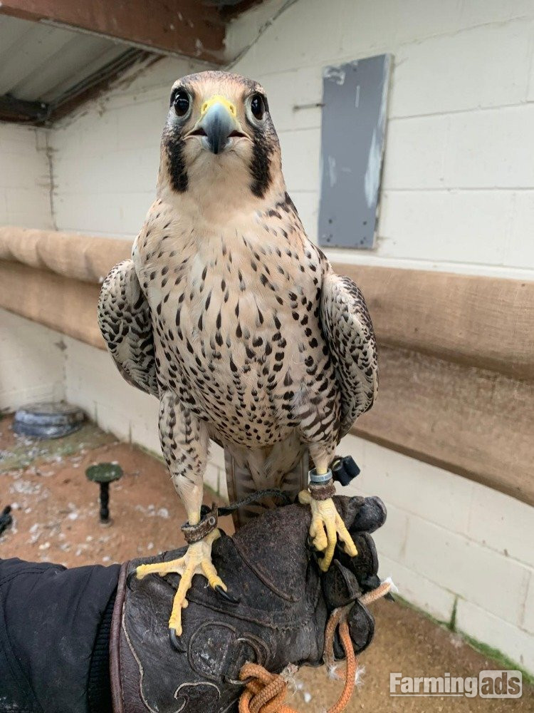 Female 2011 Imprint Gyr x Prairie   