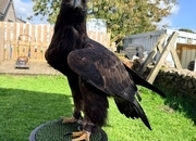 Male golden eagle 