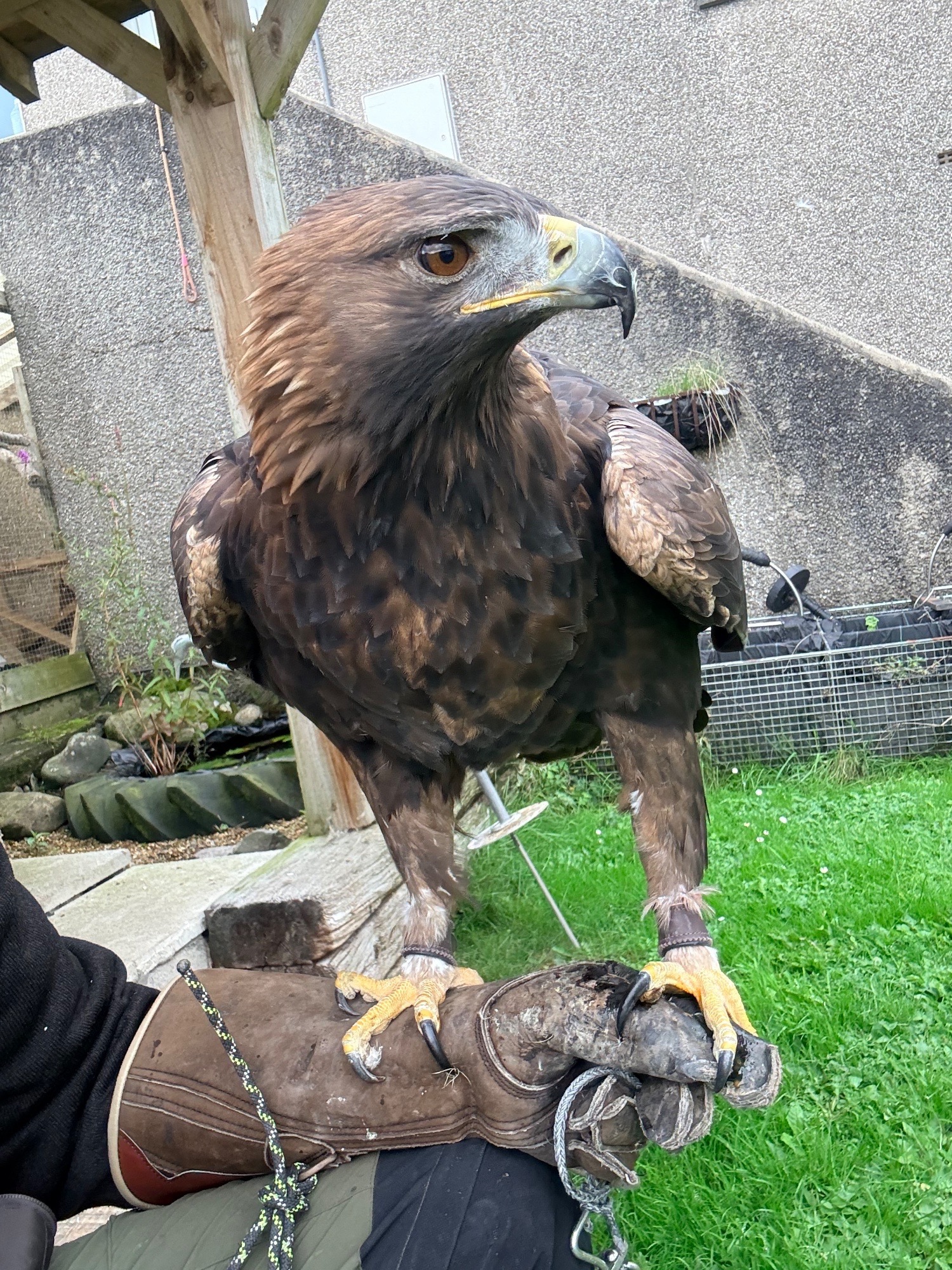 Male golden eagle 