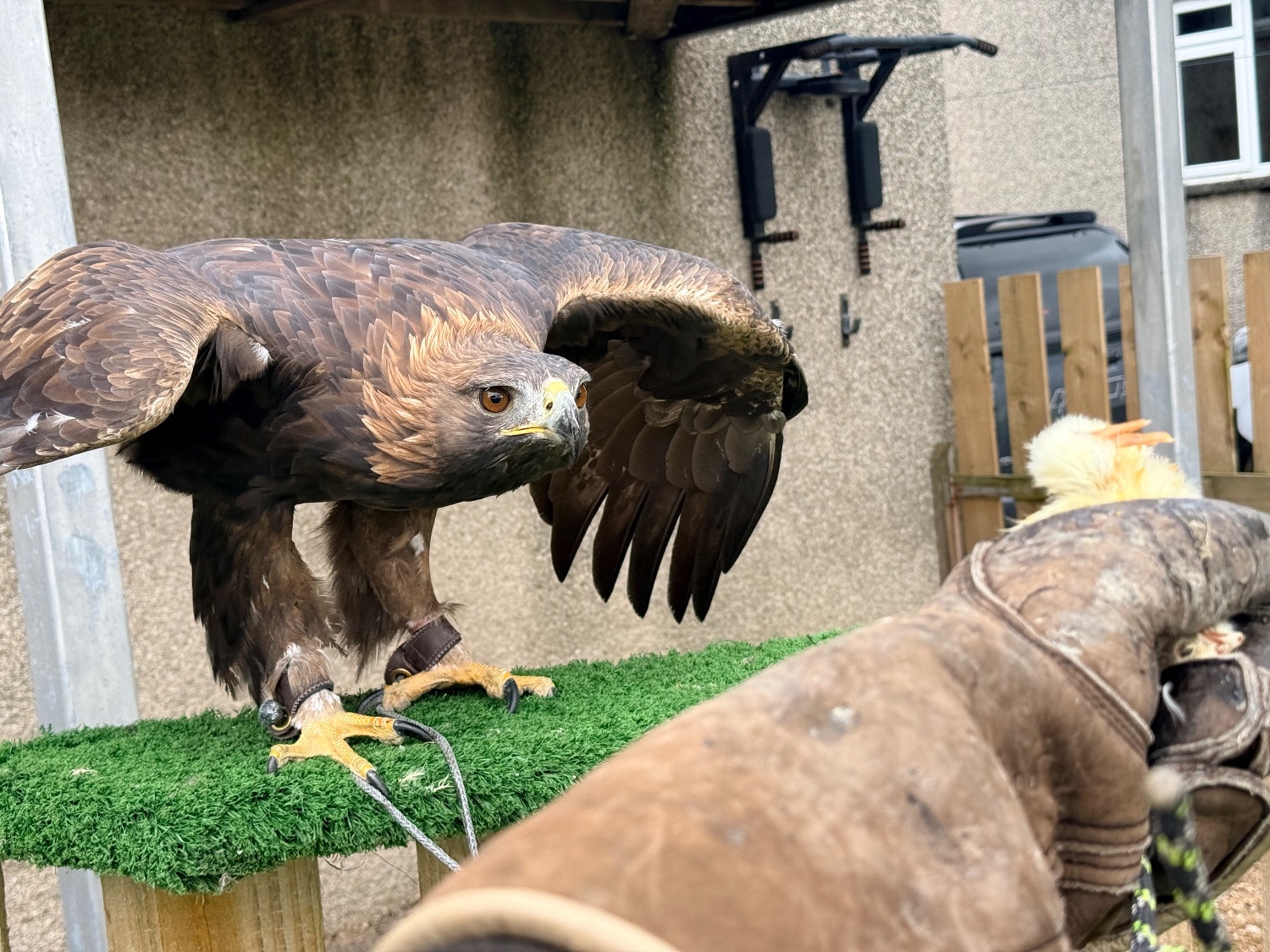  Male golden eagle 